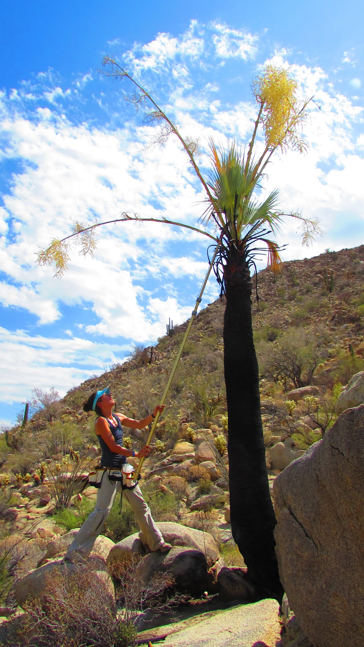 woman cutting down leaves from a palm tree