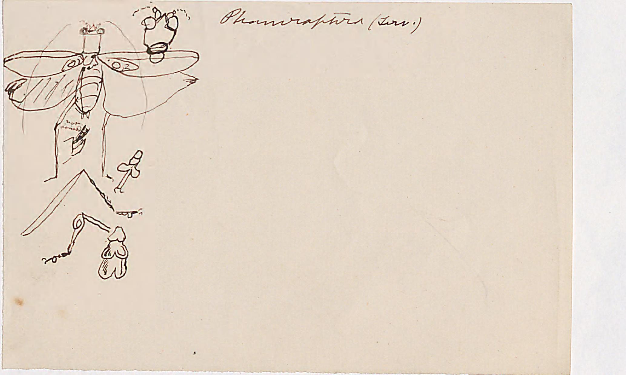 rough black ink line drawing of beetles