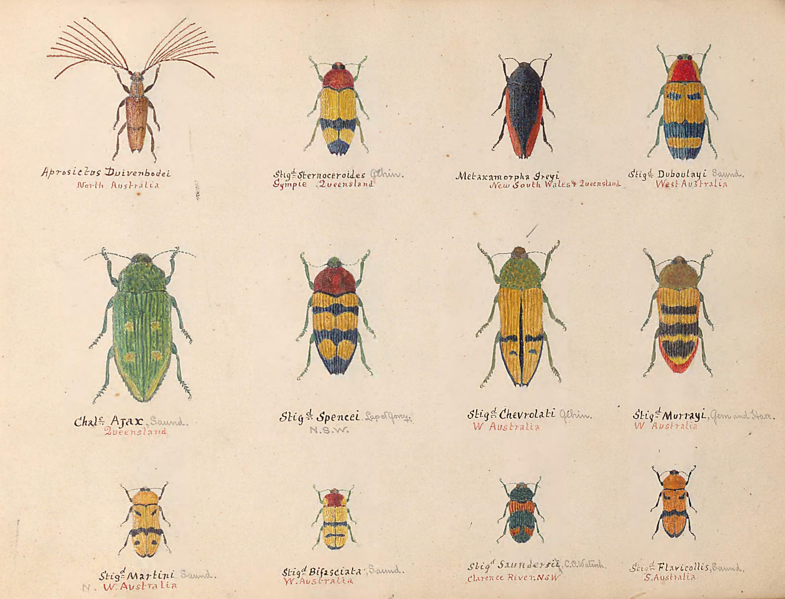 twelve colorful hand-drawn beetles
