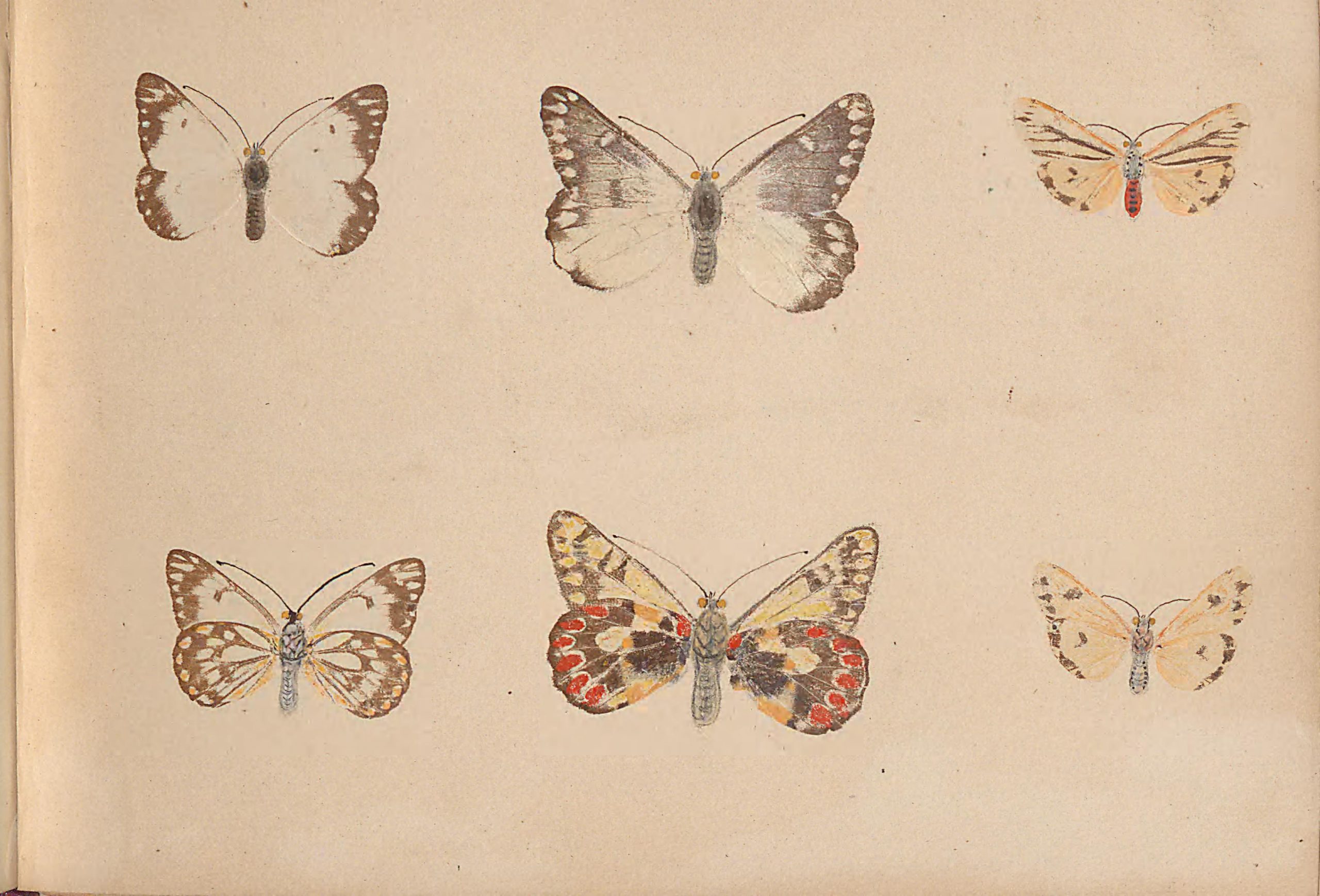 six hand-drawn butterfly illustrations