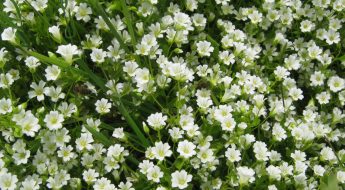 Photo of a field of white flowers