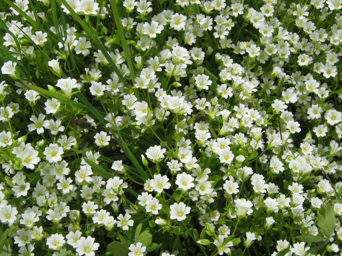 Photo of a field of white flowers