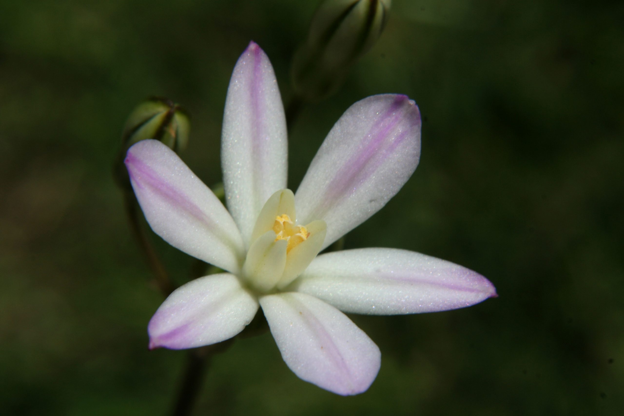 white and purple flower with yellow center