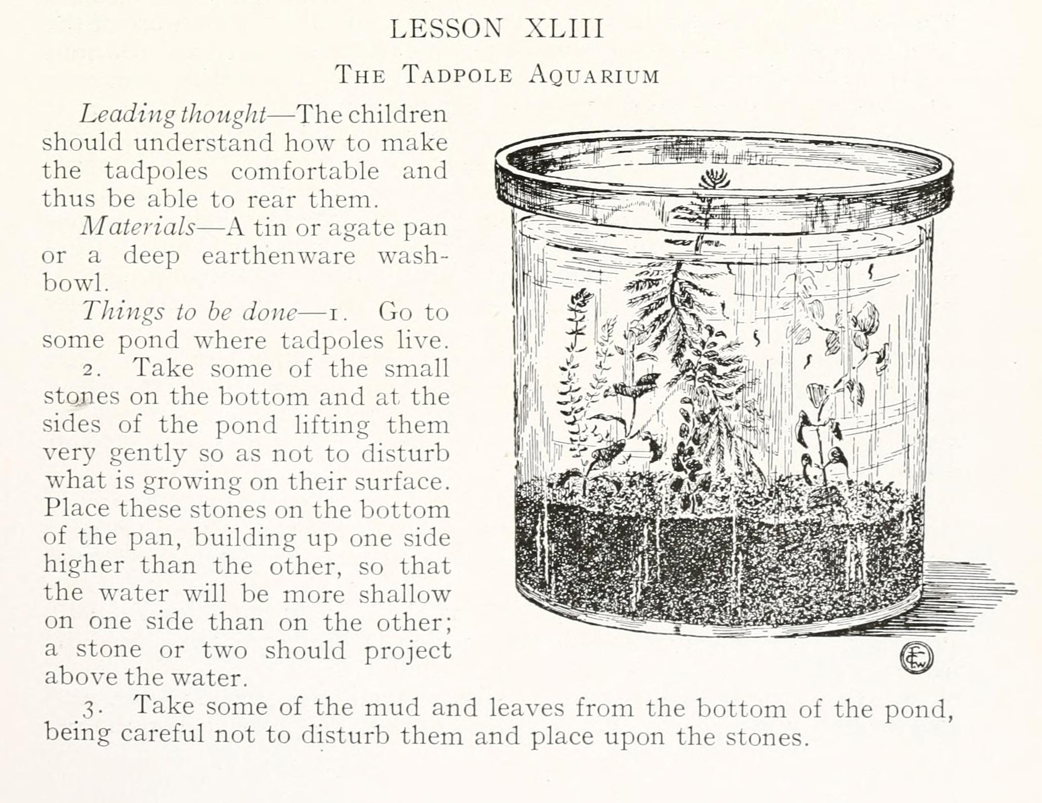 text and illustration for nature lesson on tadpoles