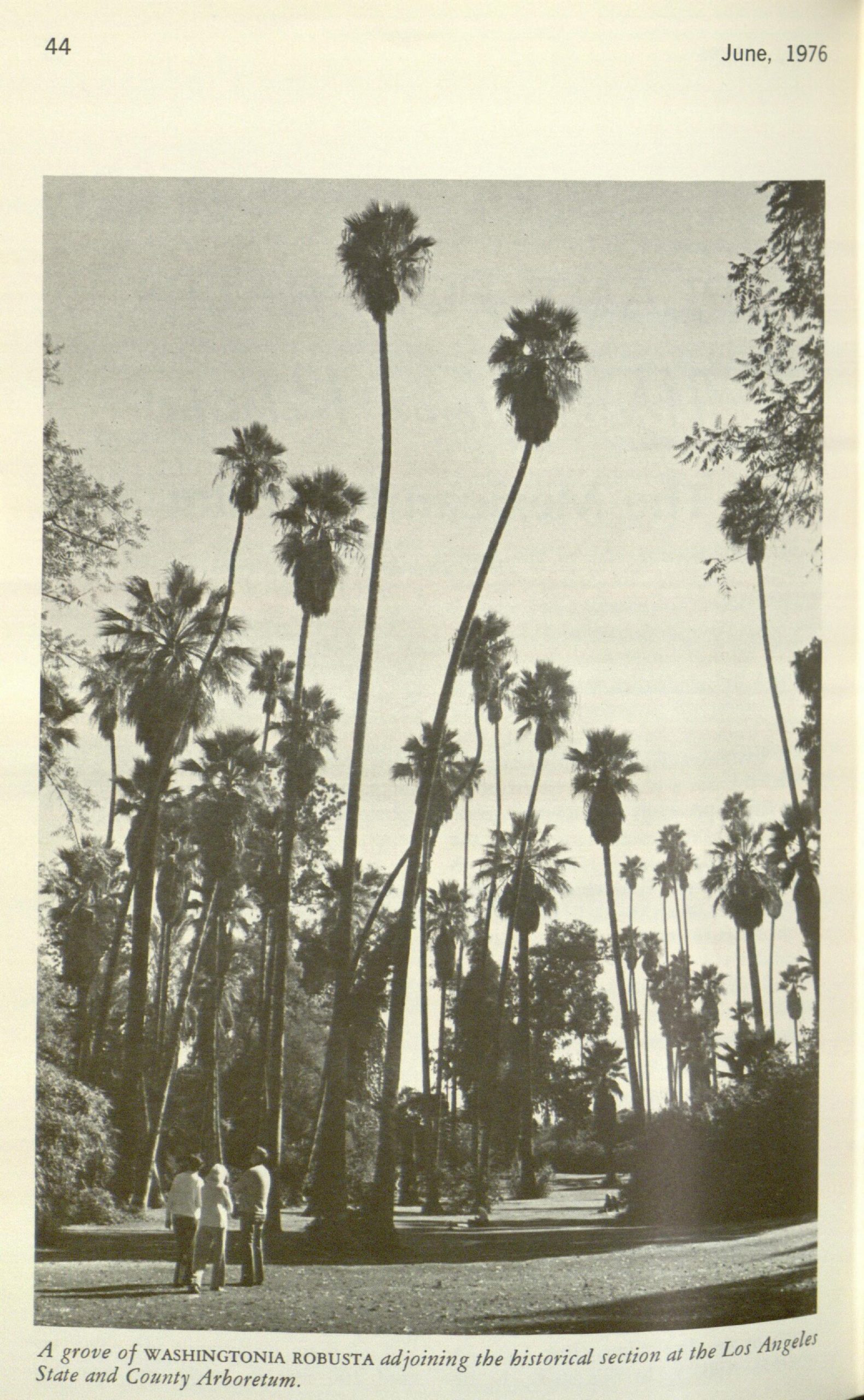 black and white photo of palm trees