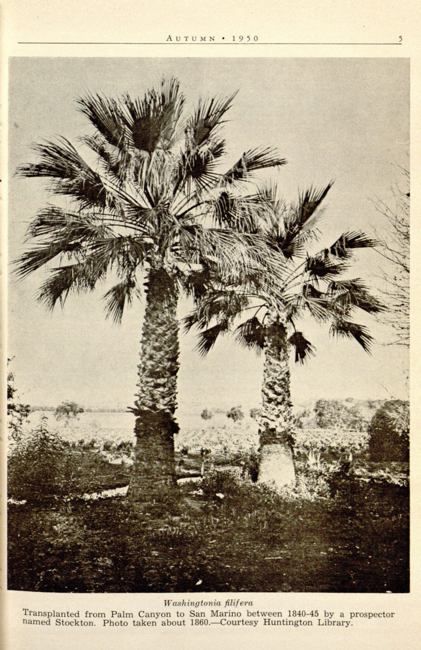 black and white photo of palm trees
