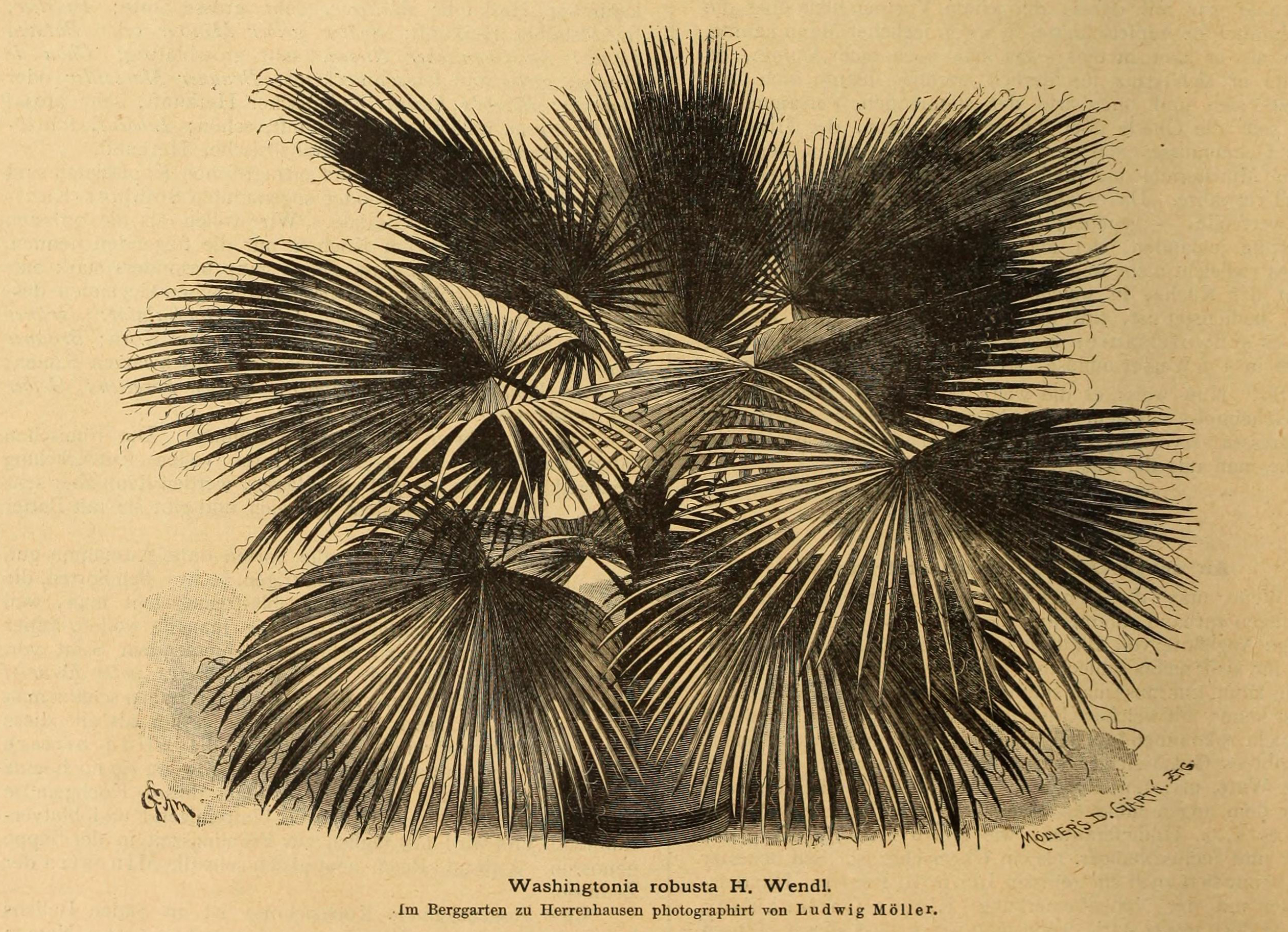 black and white illustration of a palm