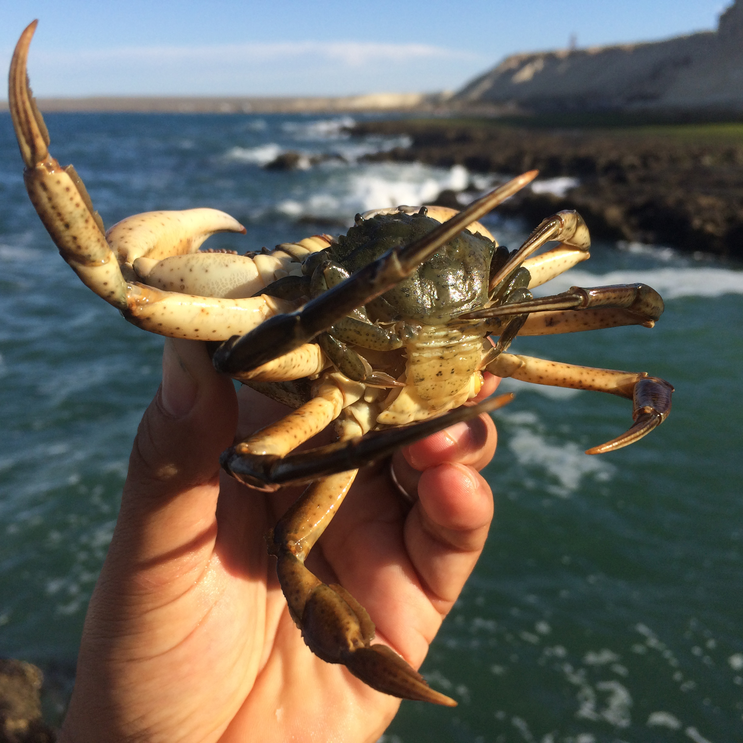 A yellow and green crab held in someone's hand.