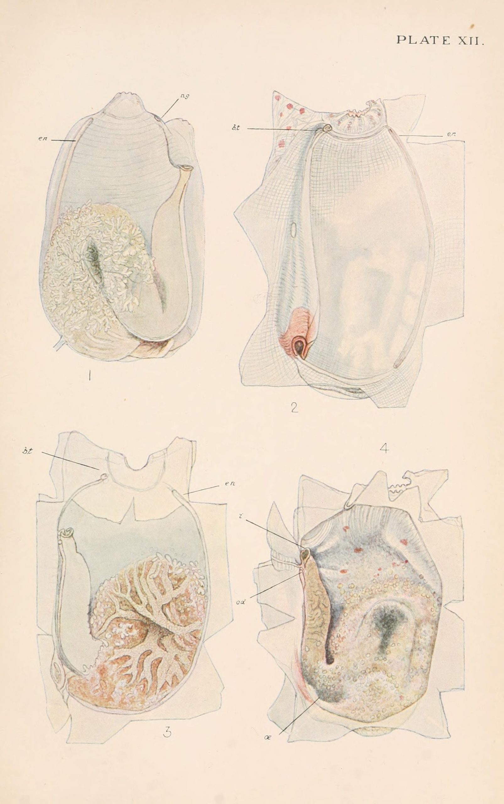 Dissected views of a sea squirt
