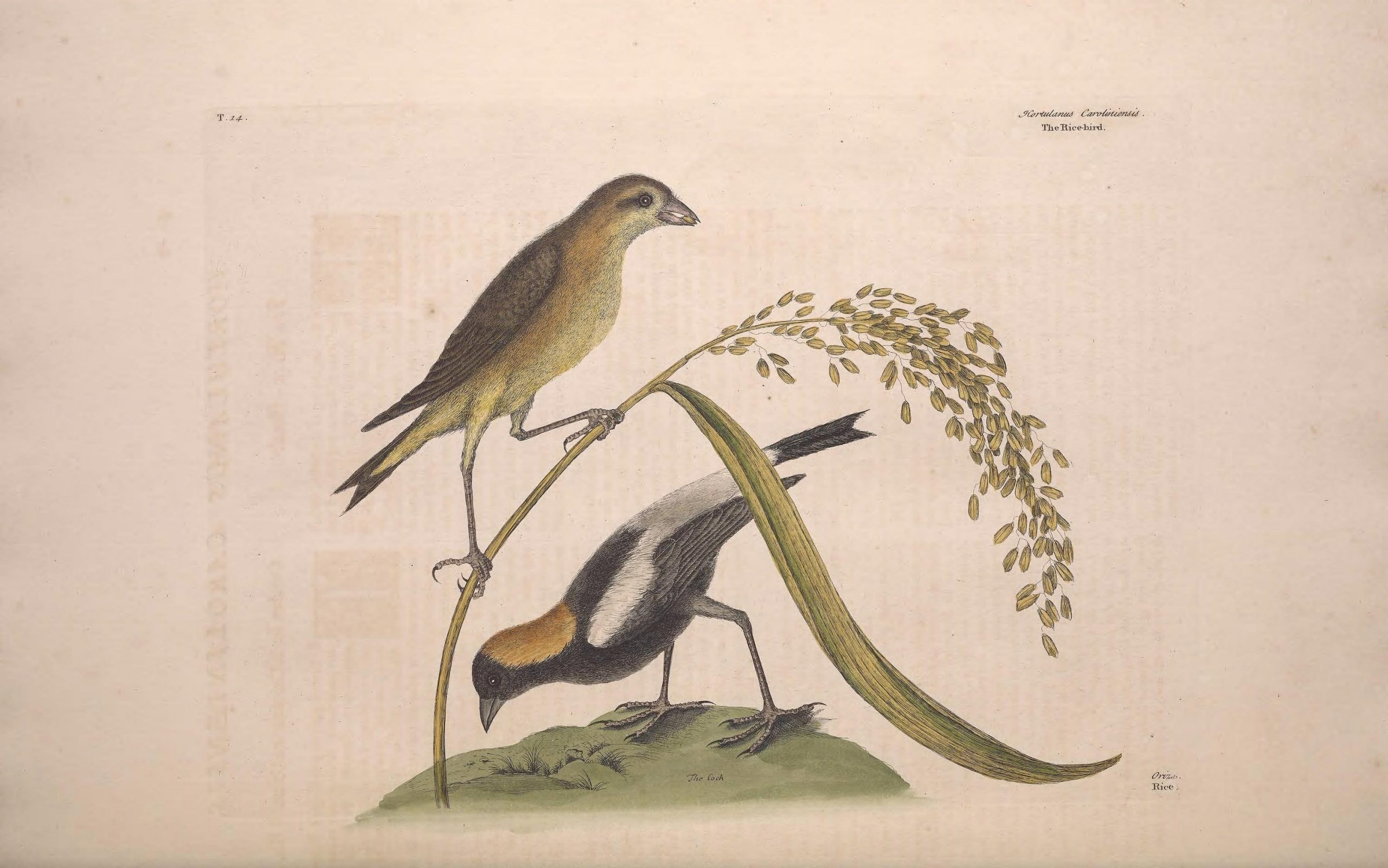 two birds, one standing on the ground, another standing on a branch above the bird on the ground. The bird on the branch is brown. The one on the ground has a gold head, white back, and black body.