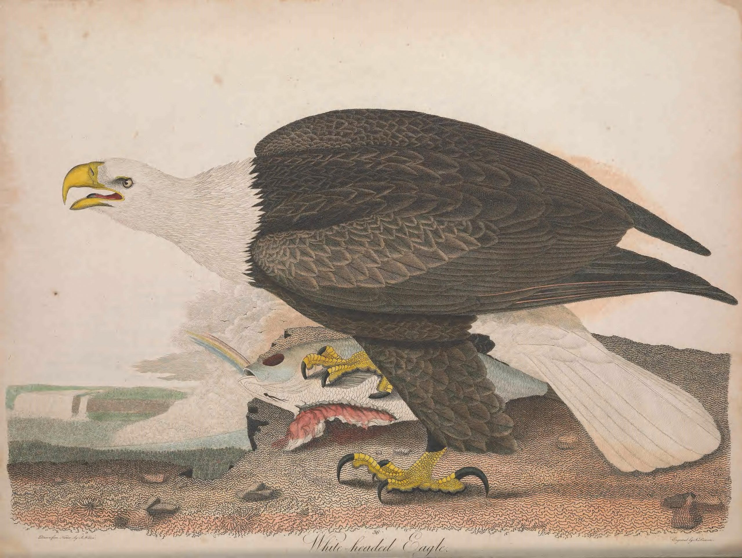 Large bird white a white head and brown body standing over a fish.