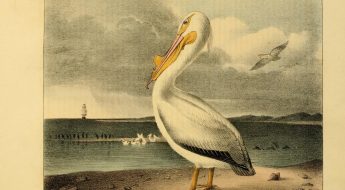 Large white bird with a yellow beak standing on a beach looking at the ocean.