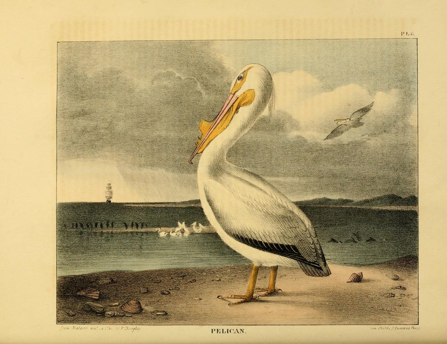 Large white bird with a yellow beak standing on a beach looking at the ocean.