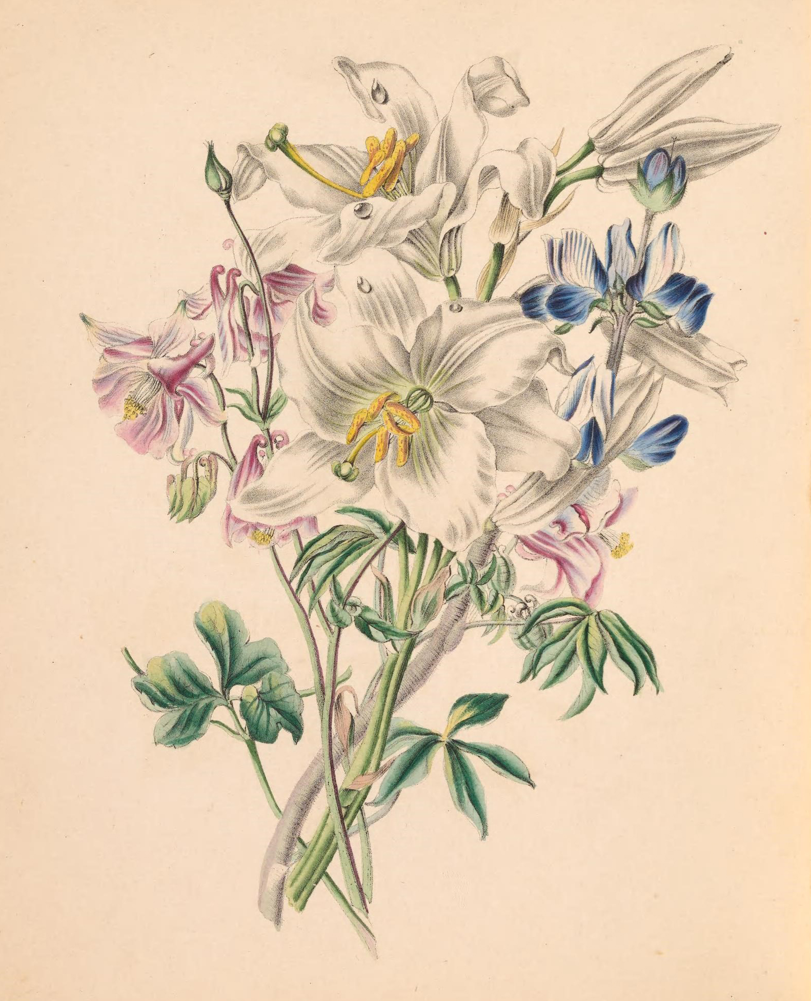 Columbine, White Lily and Lupine. 