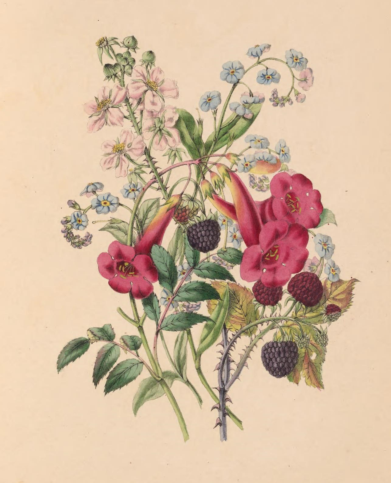 Trumpet.-flower, Forget-Me-Not, and Raspberry.