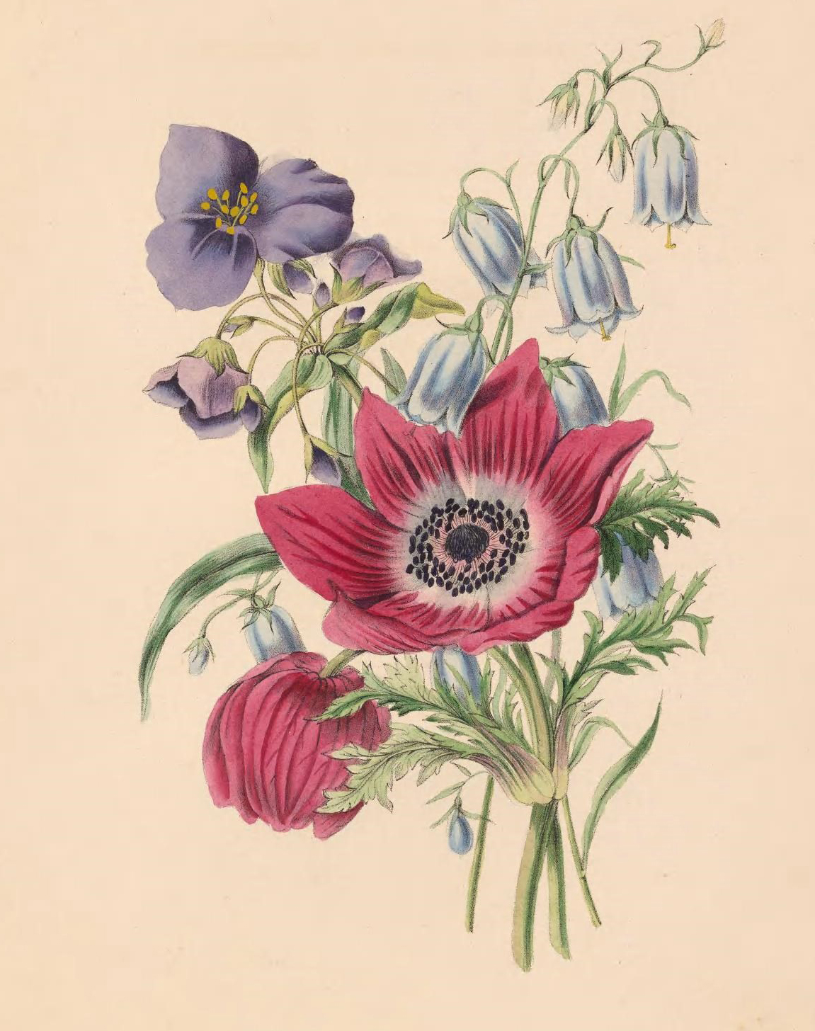 Anemone, Harebell, and Spiderwort.
