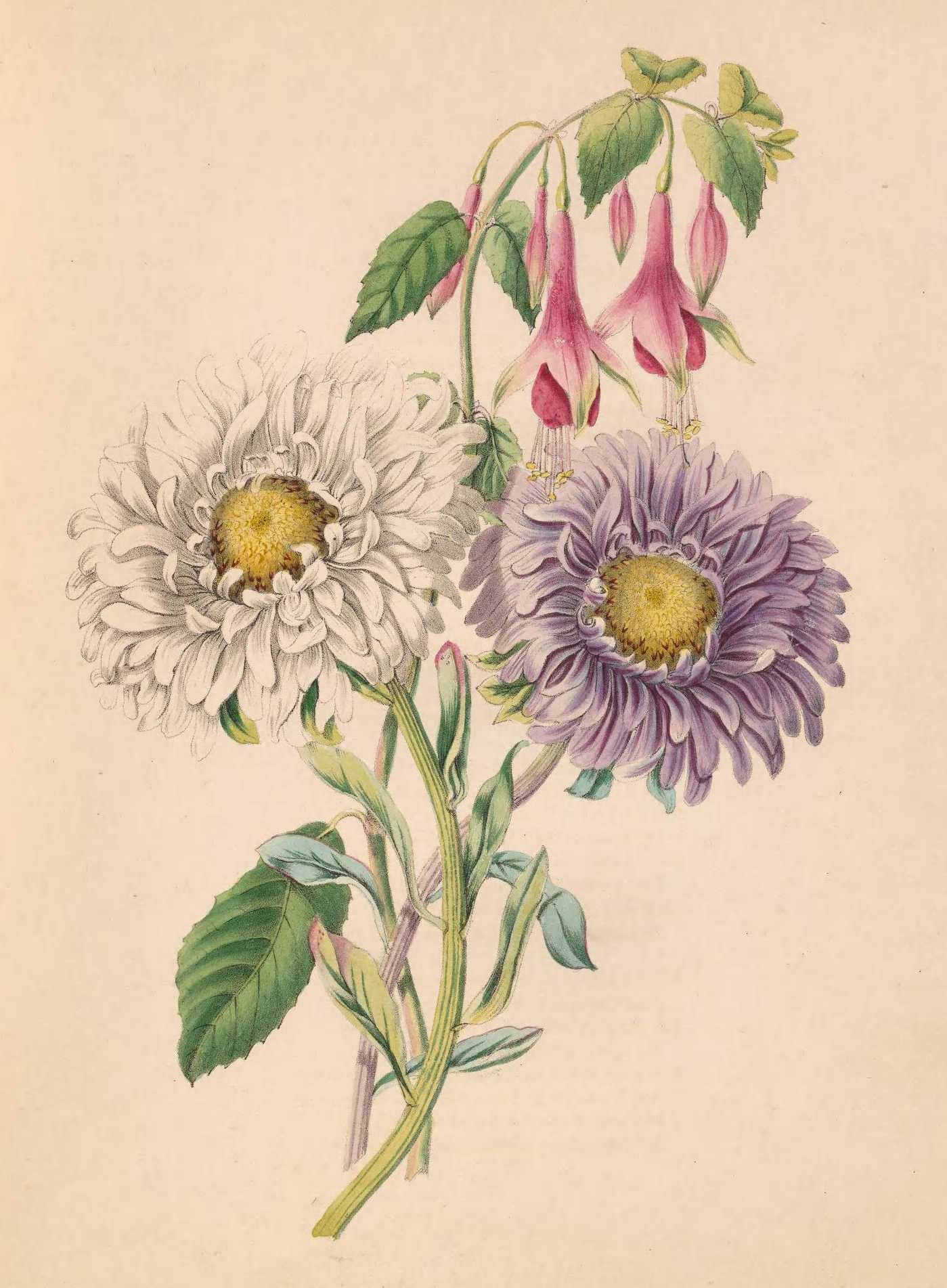 China-Aster and Fuchsia.