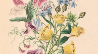 Sweet Pea, Bluebottle Centaury, and Evening Primrose.