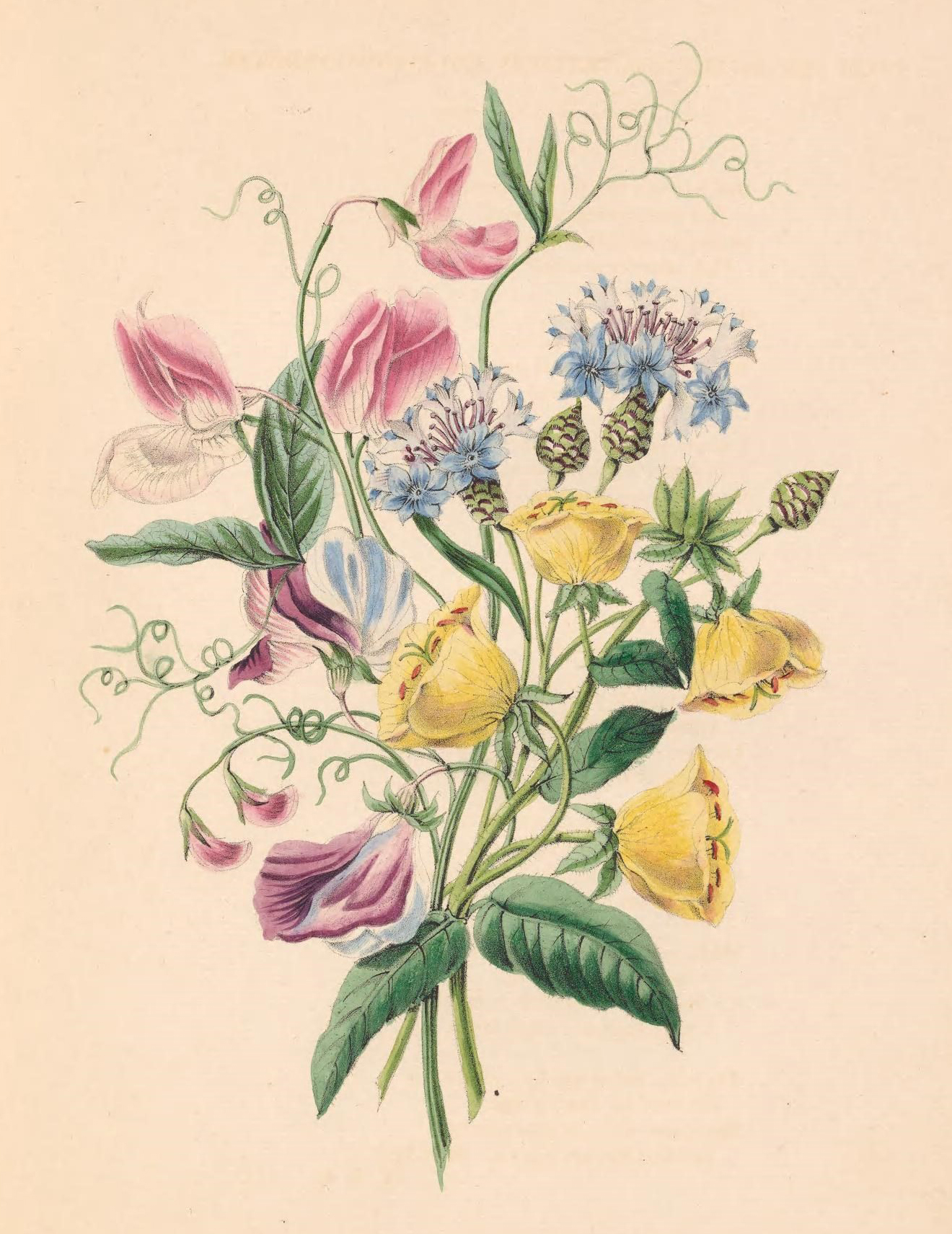 Sweet Pea, Bluebottle Centaury, and Evening Primrose.