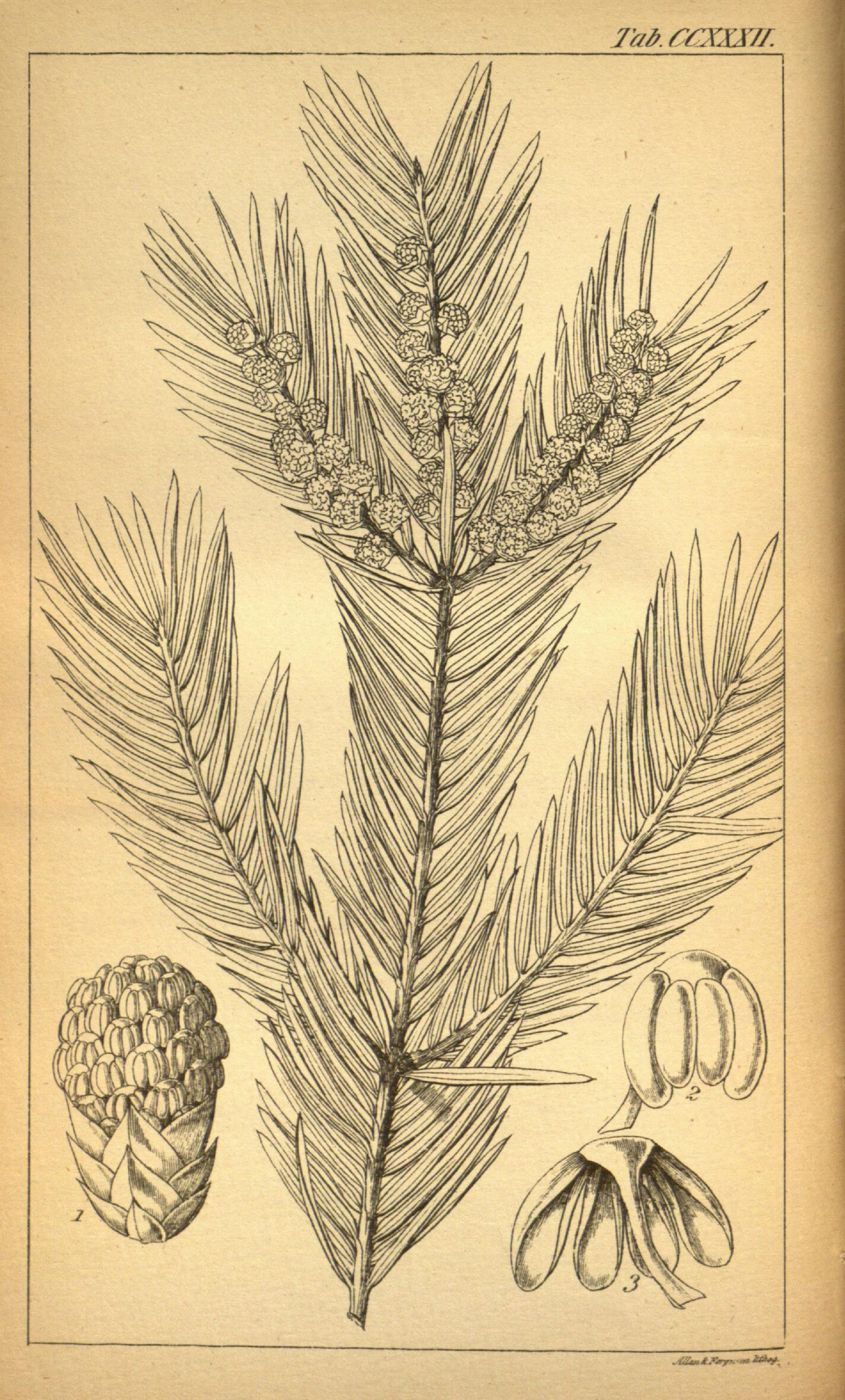Black and white line drawing of a conifer tree branch with cones.