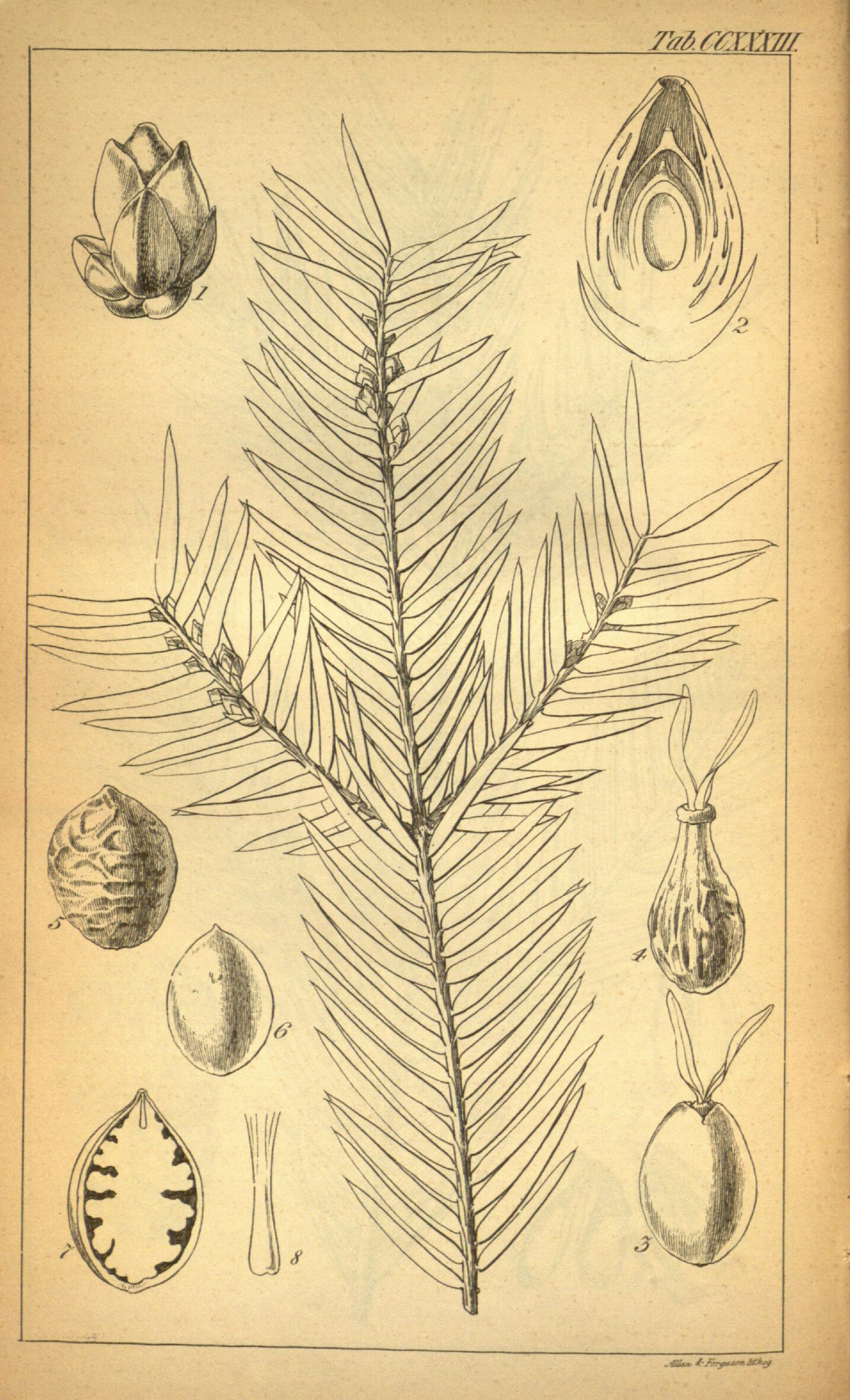 Black and white line drawing of a conifer tree branch with cones.