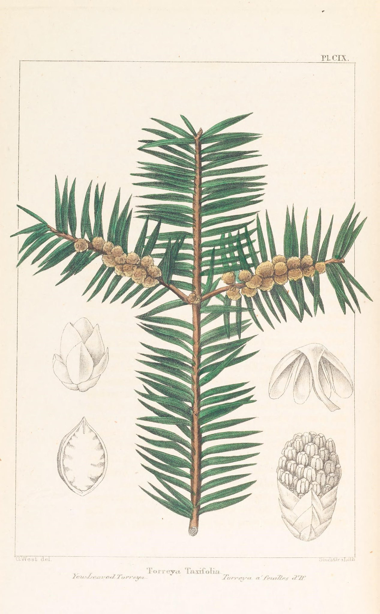 Colored drawing of a conifer tree branch with cones.