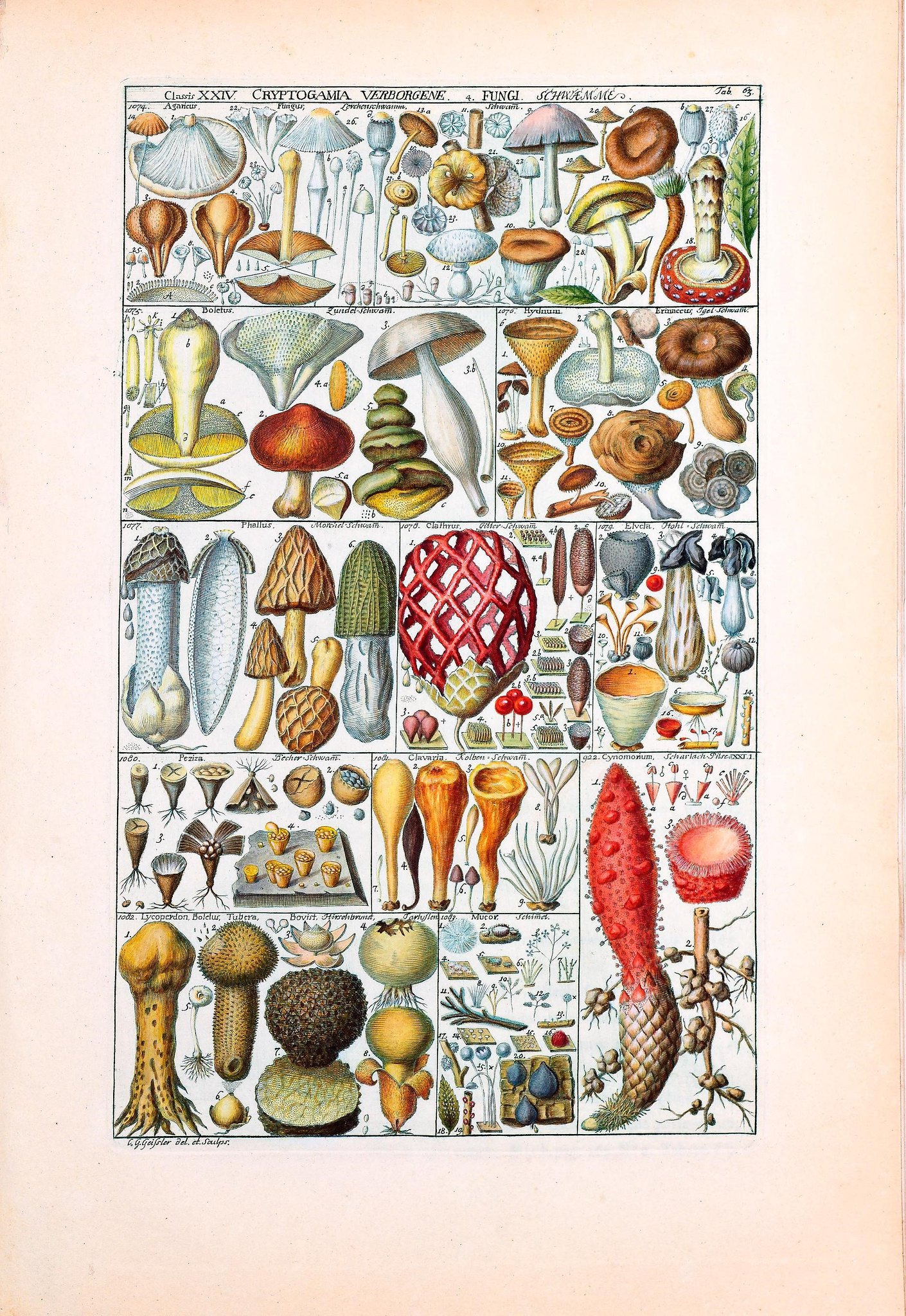 collage plate displaying various fungi specimens