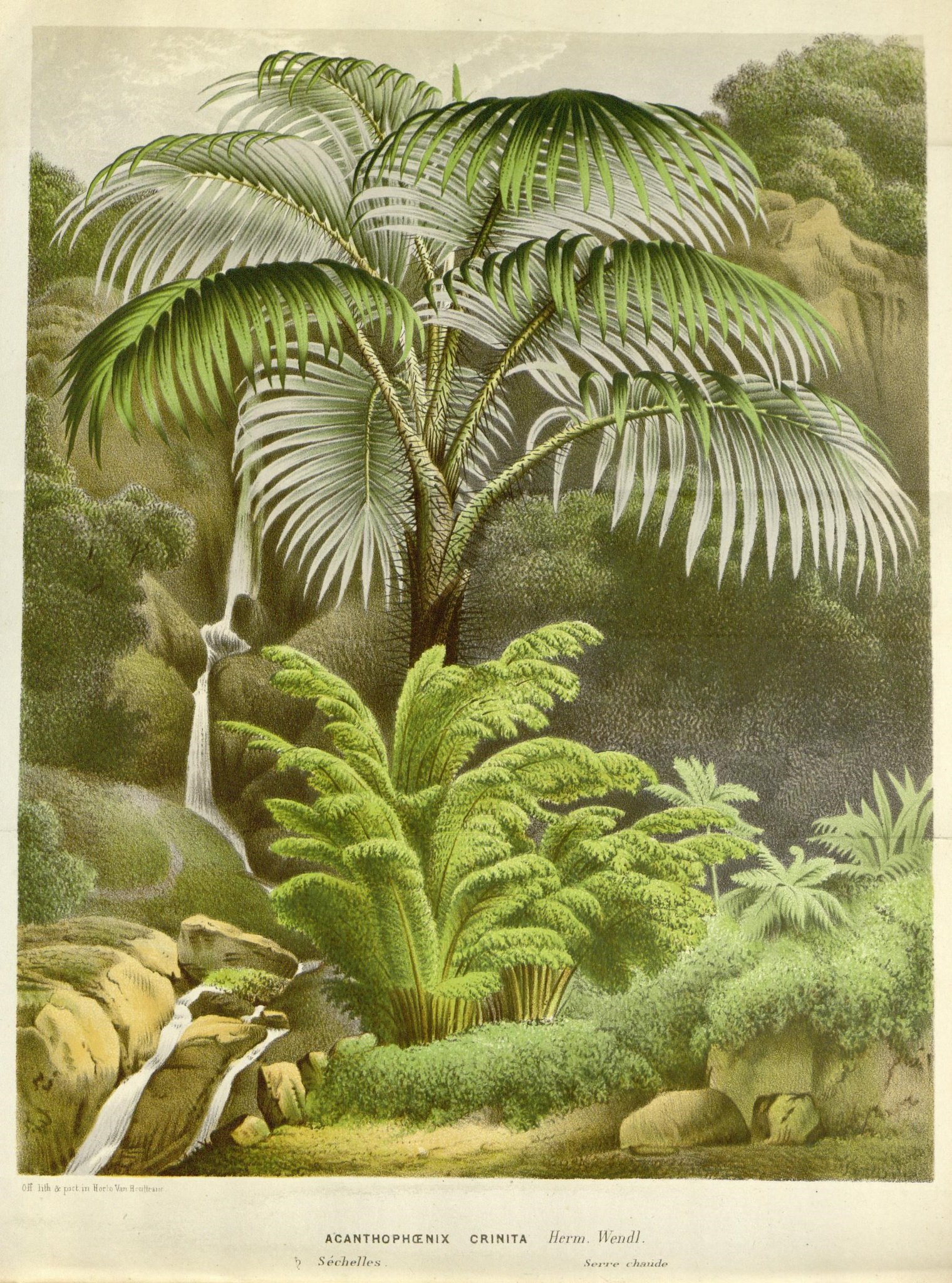 Various green plants in a jungle setting with a waterfall in the background.