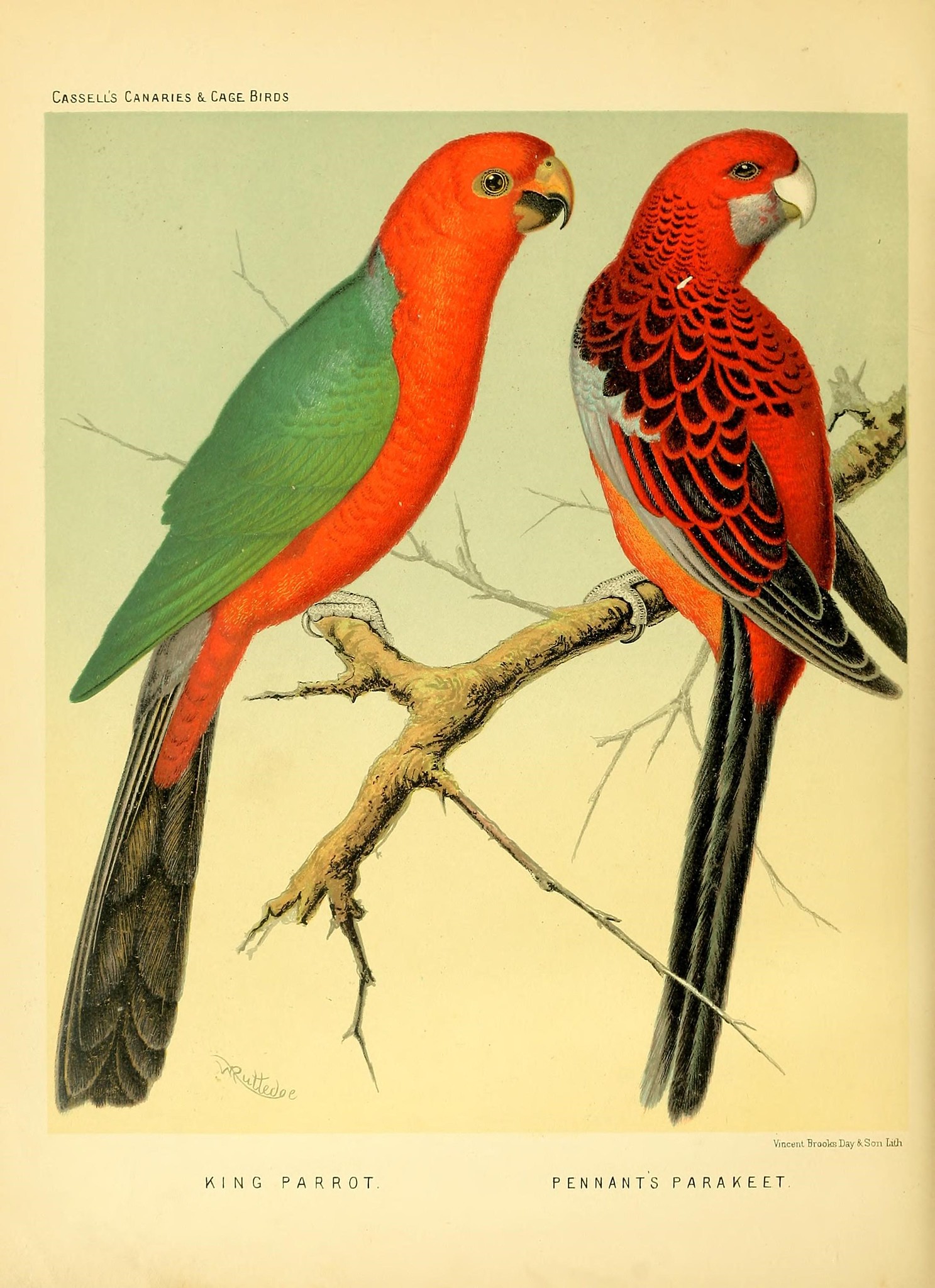 two birds perched on a stem. One if red with green wings and the other is red with black spots on the wings.