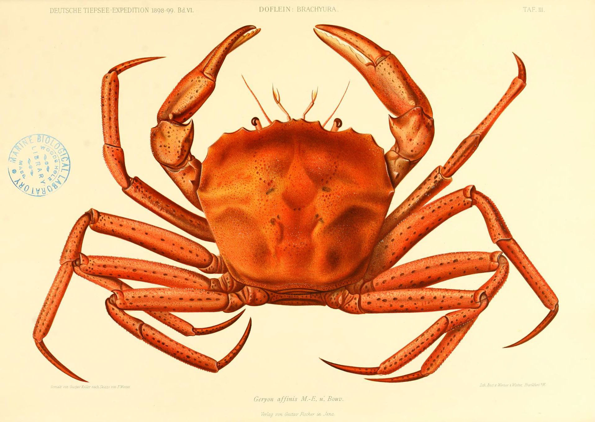 top body illustration of a red crab