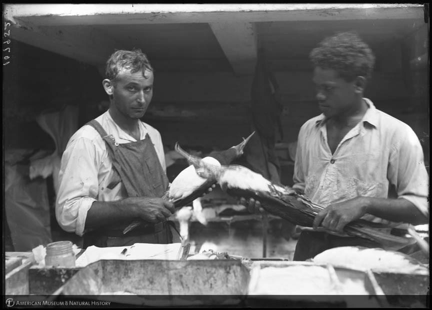 Black and white photo of two men working in a bird specimen preparatory setup.