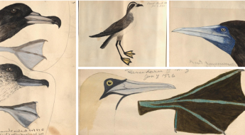 collages illustrations of various bird heads and feet