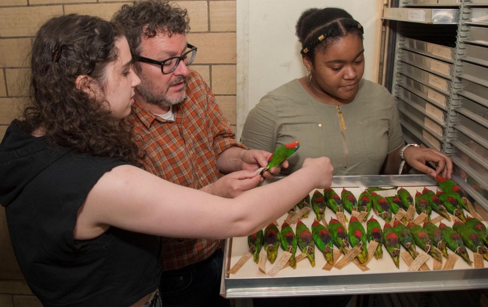 three people looking at an open drawer of green and red bird specimens