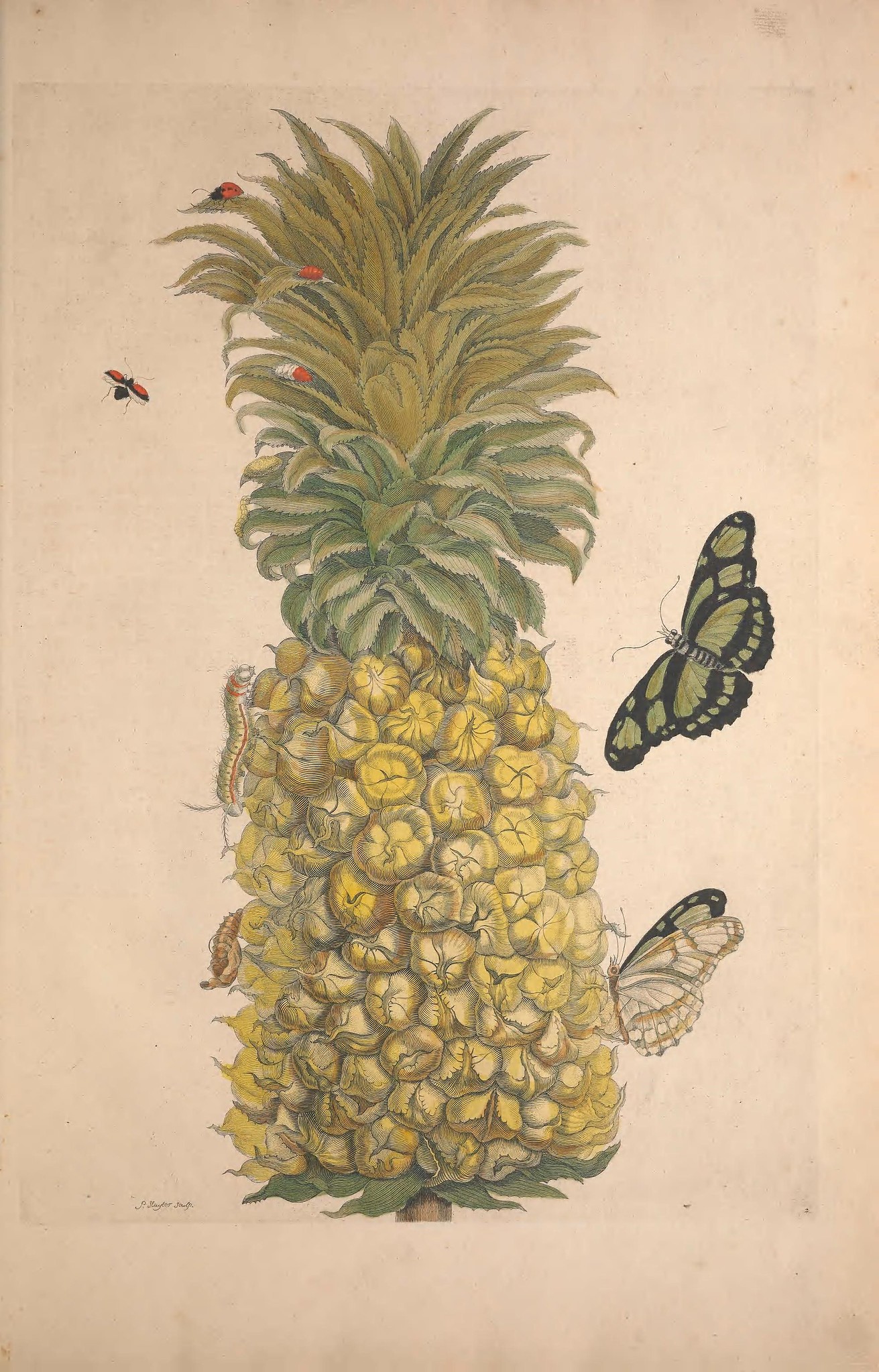 illustration of a pineapple with butterflies