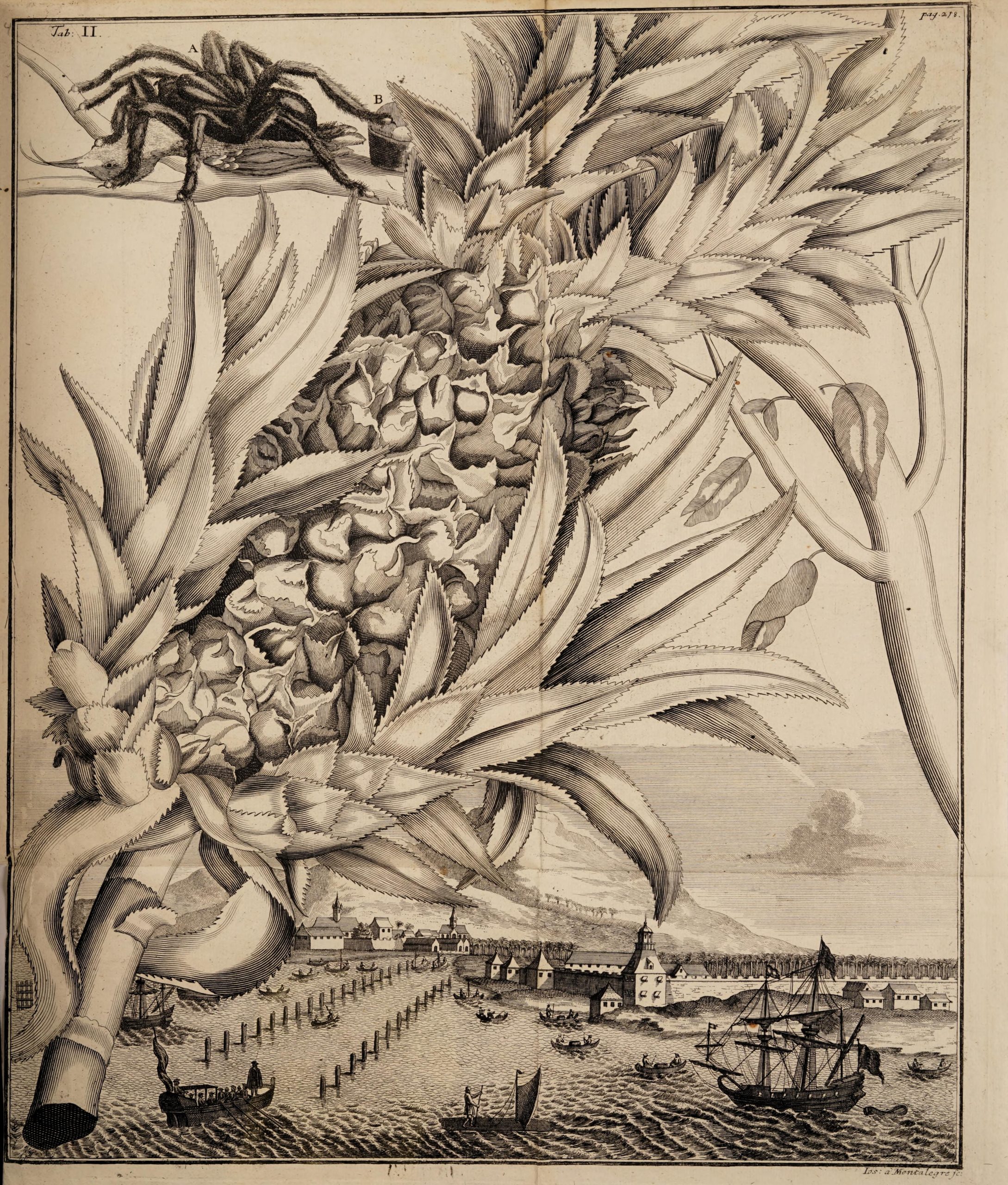 woodcut illustration of a pineapple with a spider