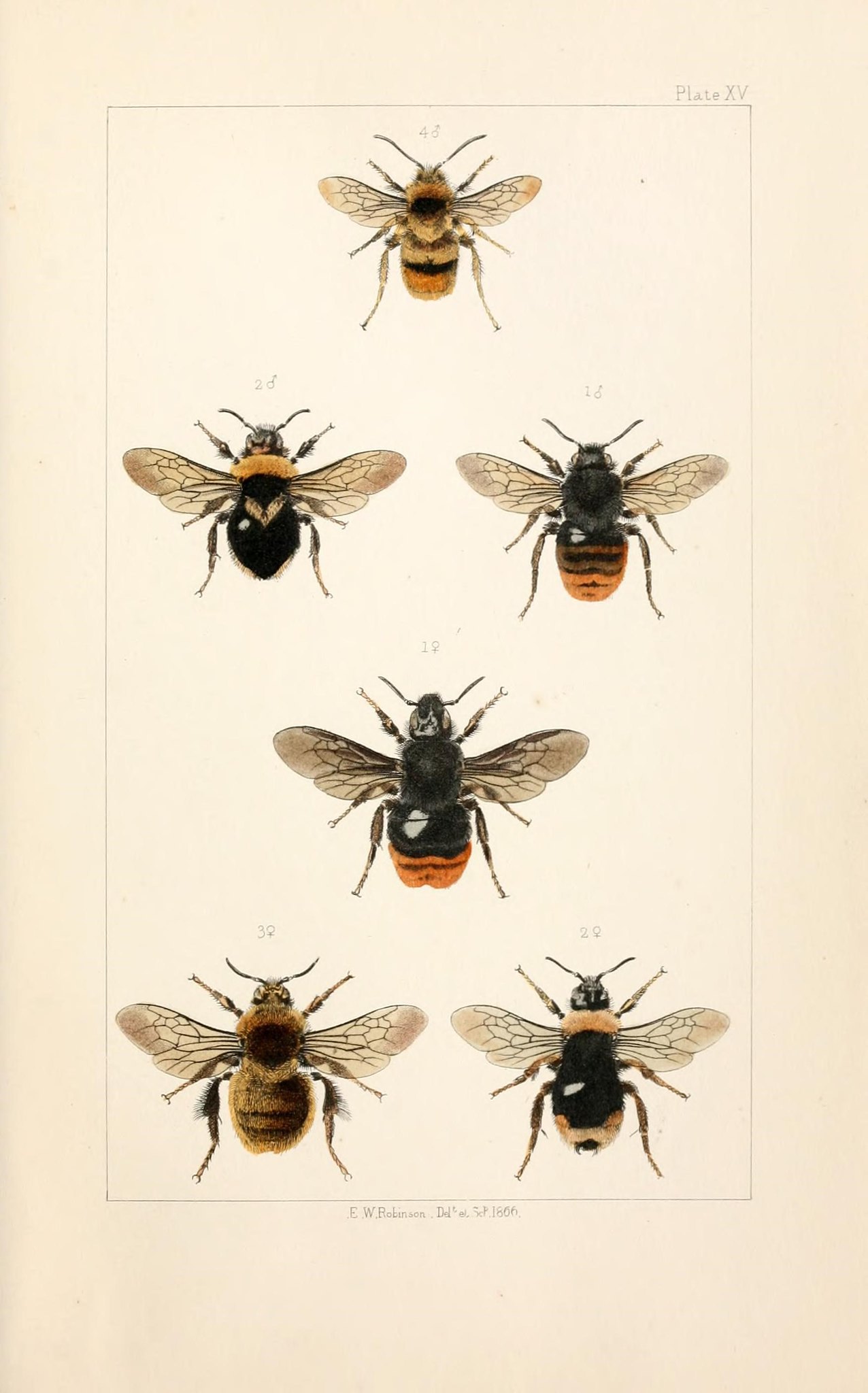 Illustration of bees.