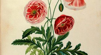 illustration of red flowers with green stems and leaves.