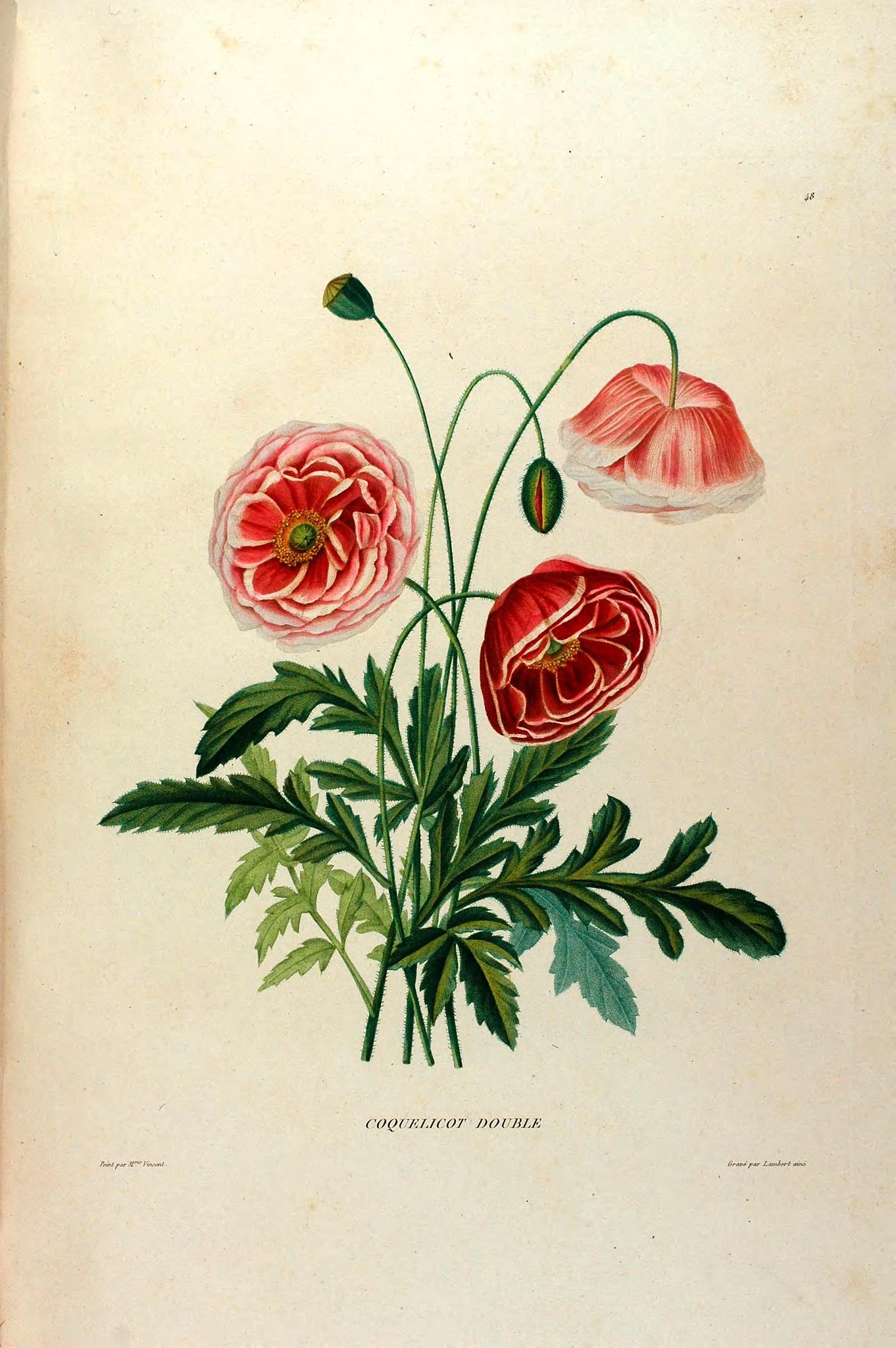 illustration of red flowers with green stems and leaves.
