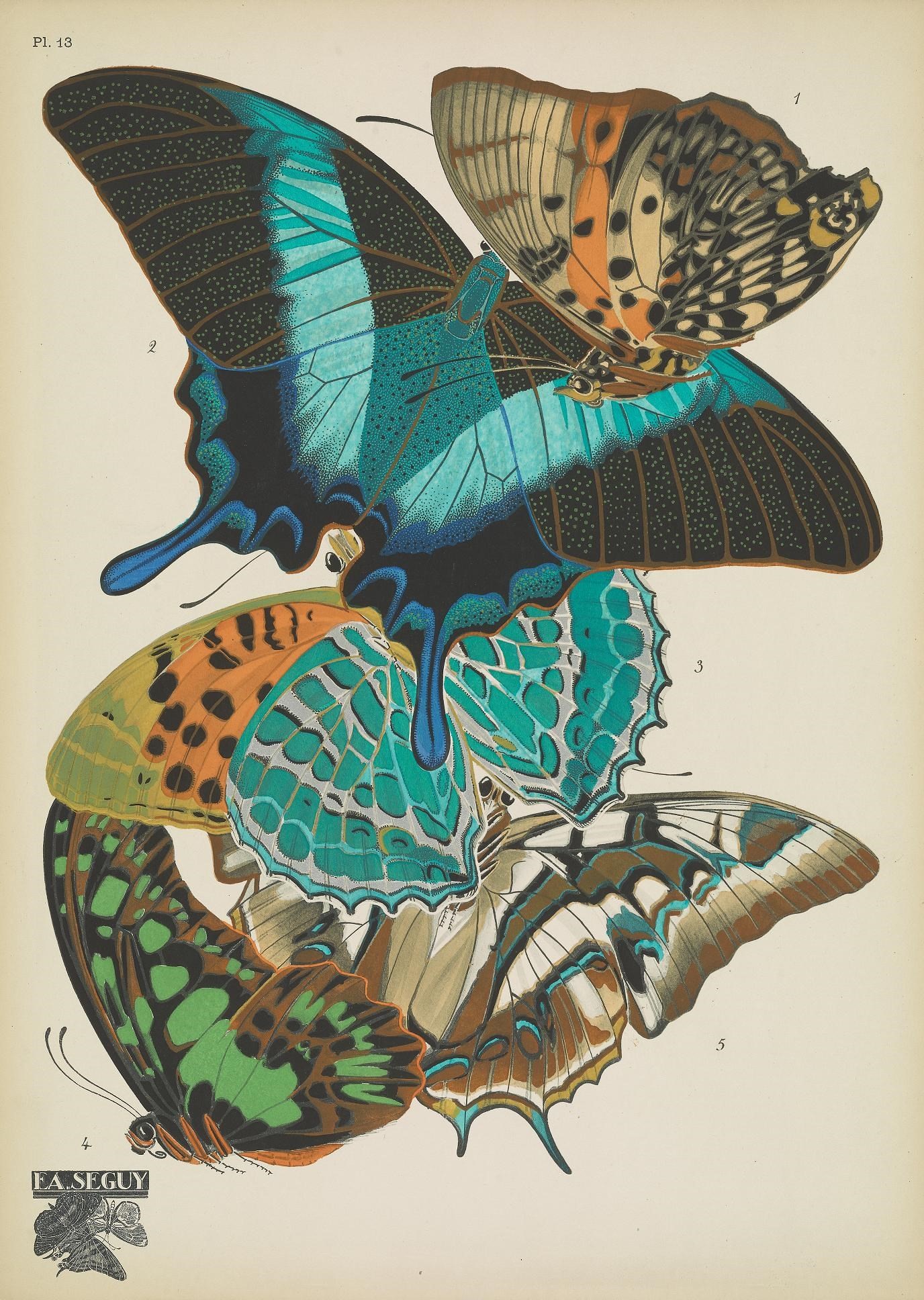 illustration of multiple butterflies positioned on top of one another.