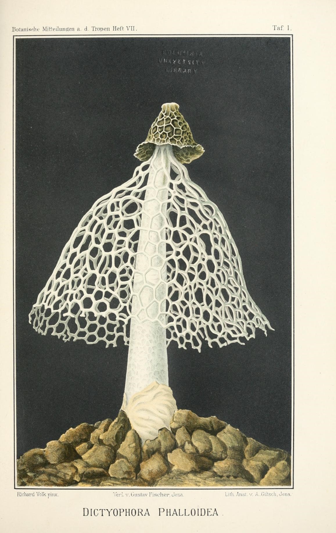 illustration of fungi with an indusium.