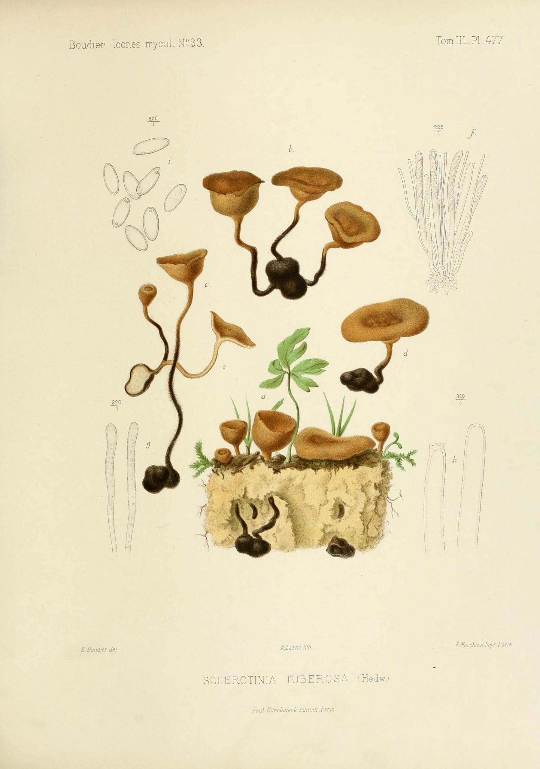 Illustration of fungi.