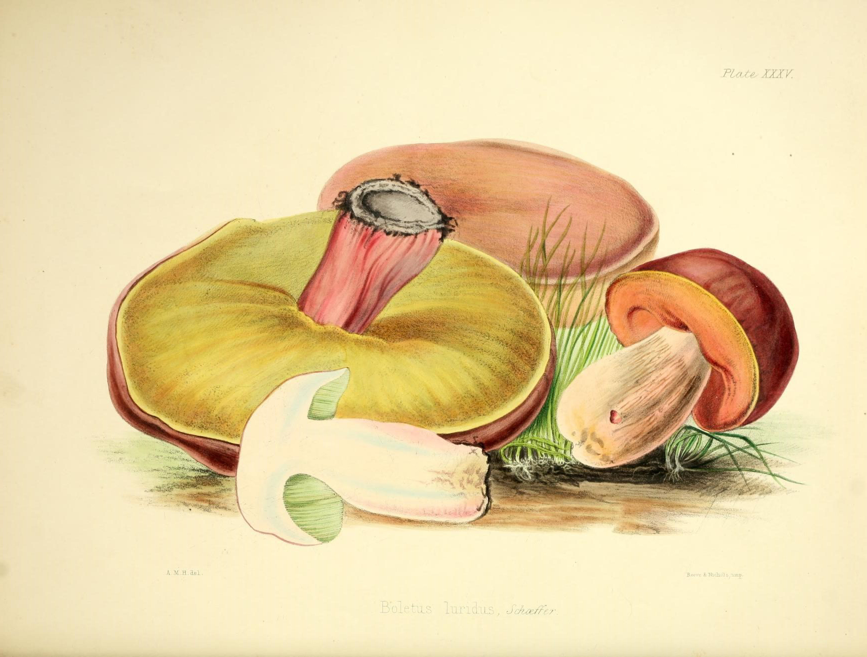 Illustration of fungi.