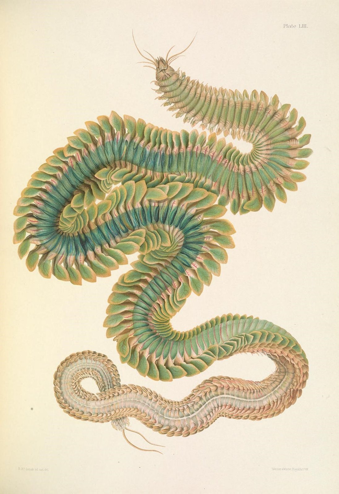 Illustration of a green annelid worm.