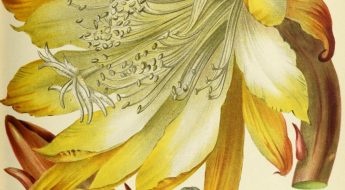 Illustration of a cactus with a yellow flower.