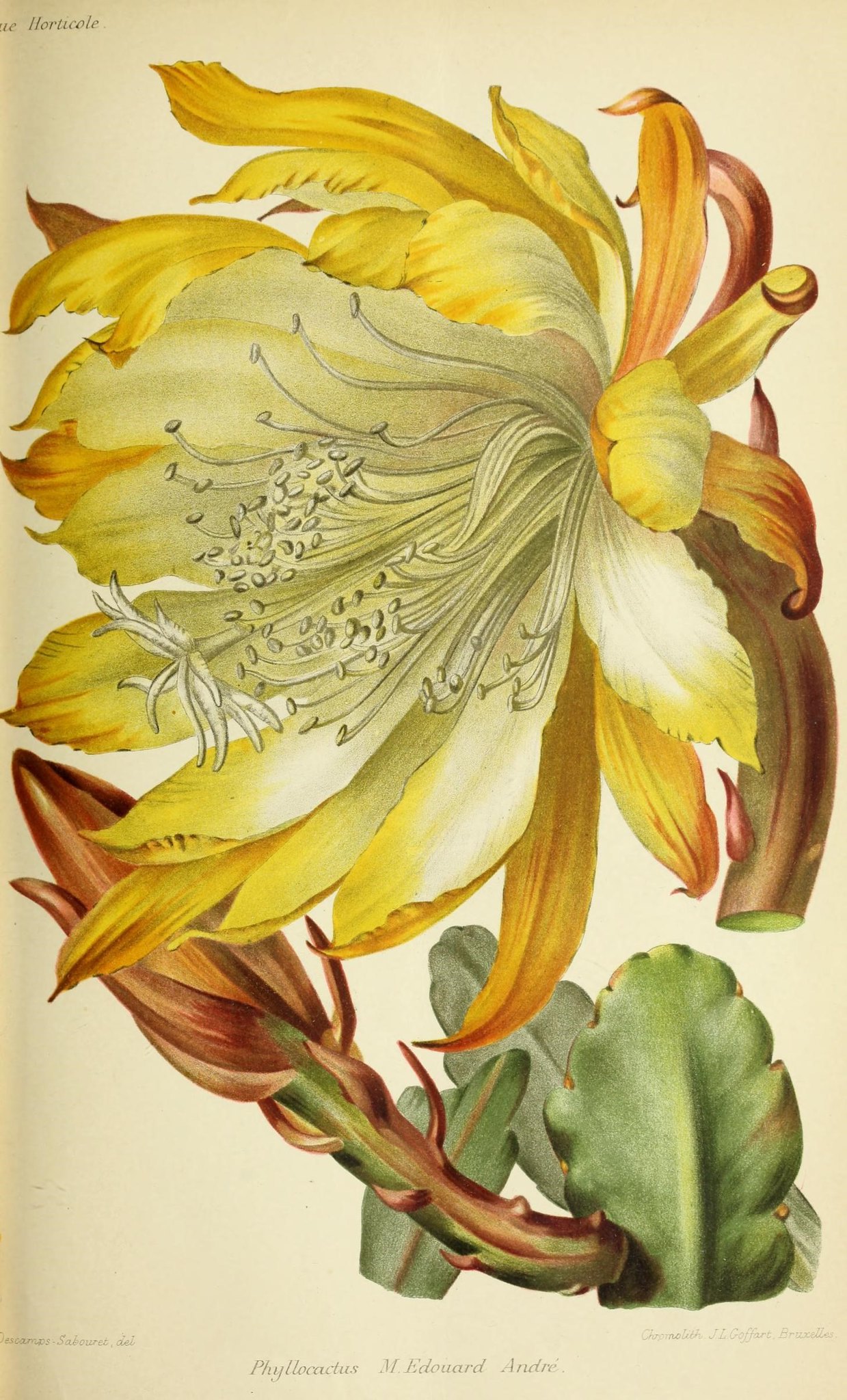 Illustration of a cactus with a yellow flower.