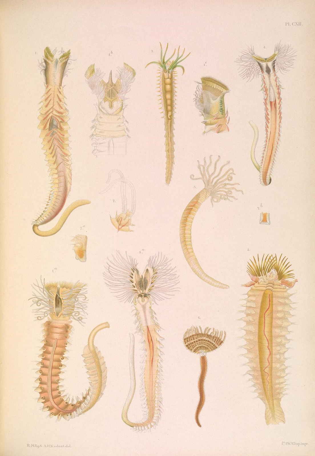 Illustration of a variety of annelid worms.