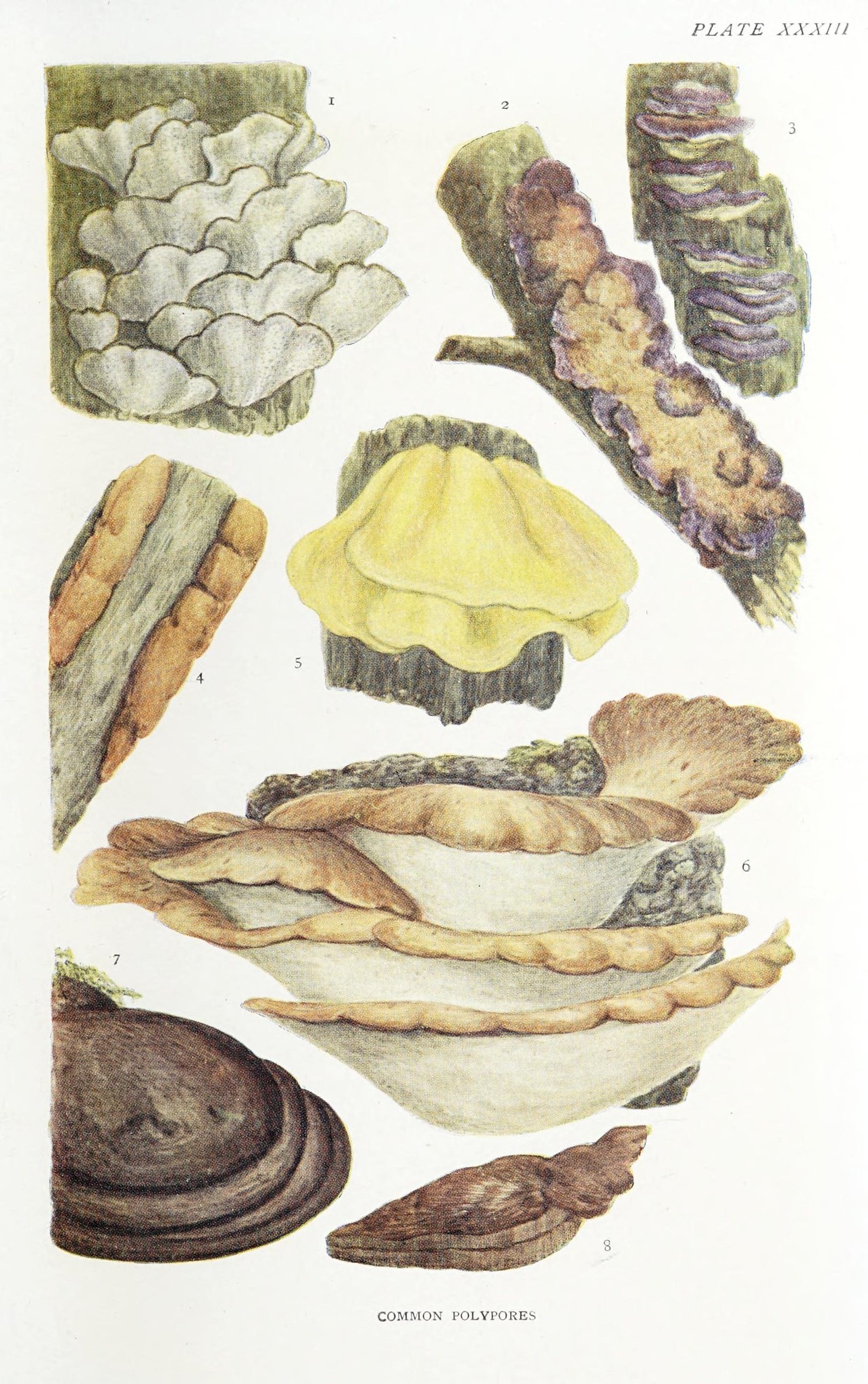 Illustration of fungi.