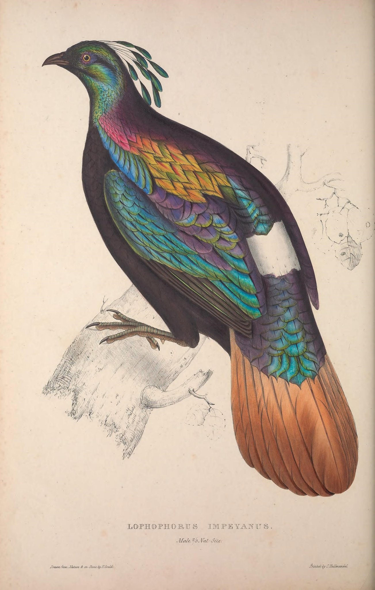 Illustration of a bird with colors including green, orange, black, pink, purple, and white.
