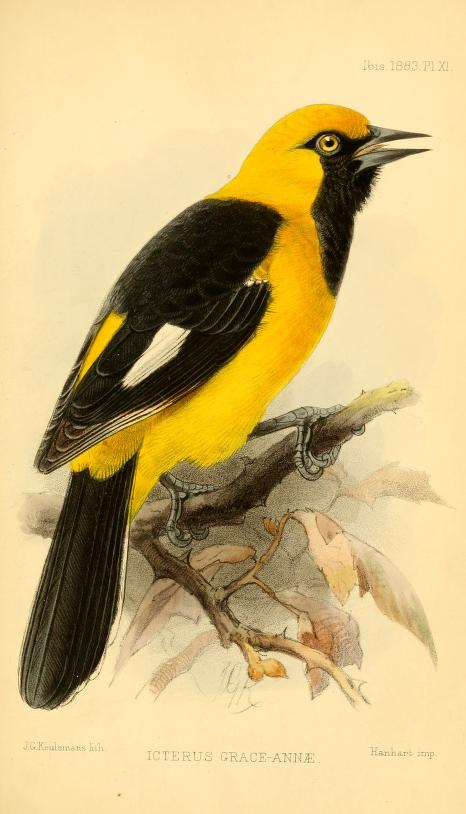Icterus graceannae, black and yellow bird.