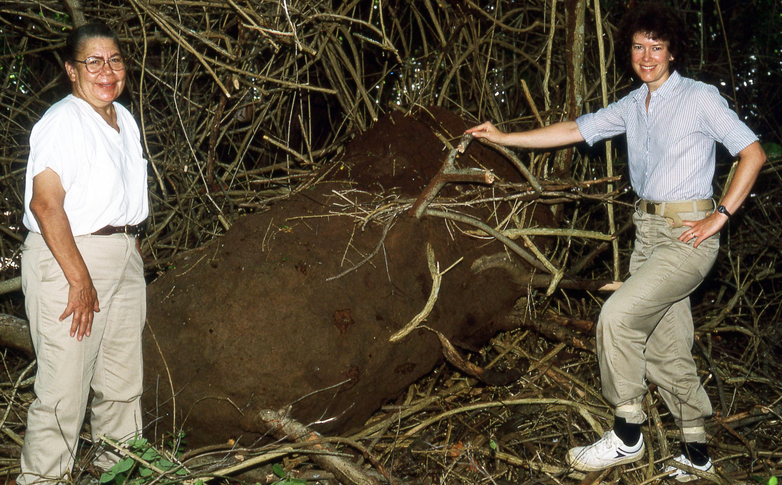 Two scientists researching termites in the British Virgin Islands stand together with a huge termite nest in between them. Photo taken in 1986.